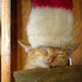 Sleeping Cat--Elf