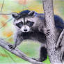 Raccoon