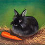 Rabbit(2)