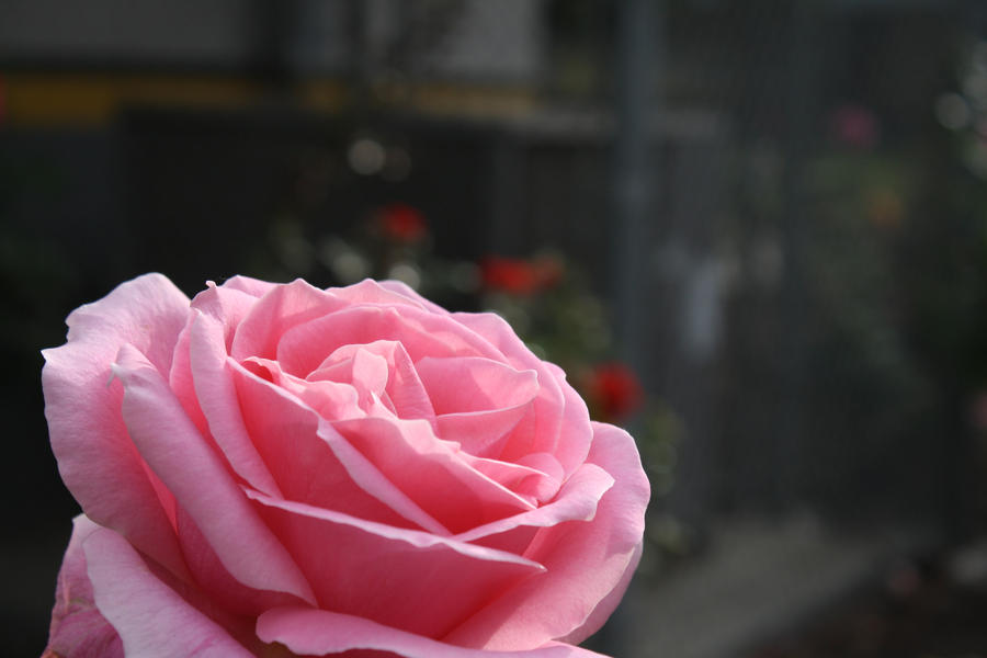 Pink Rose