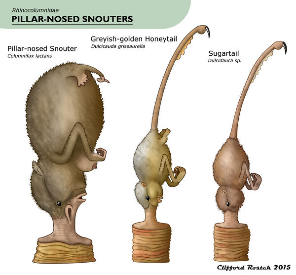 Snouter Pillar-nosed Snouter ID Chart by Clawedfrog on DeviantArt