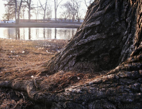 Tree by the River