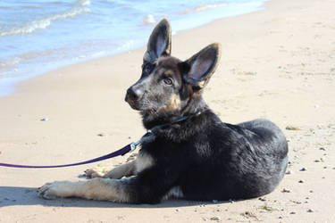 beach pup