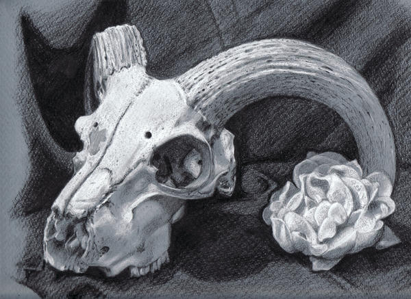 1. Ram Skull