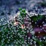 Autumn-droplets