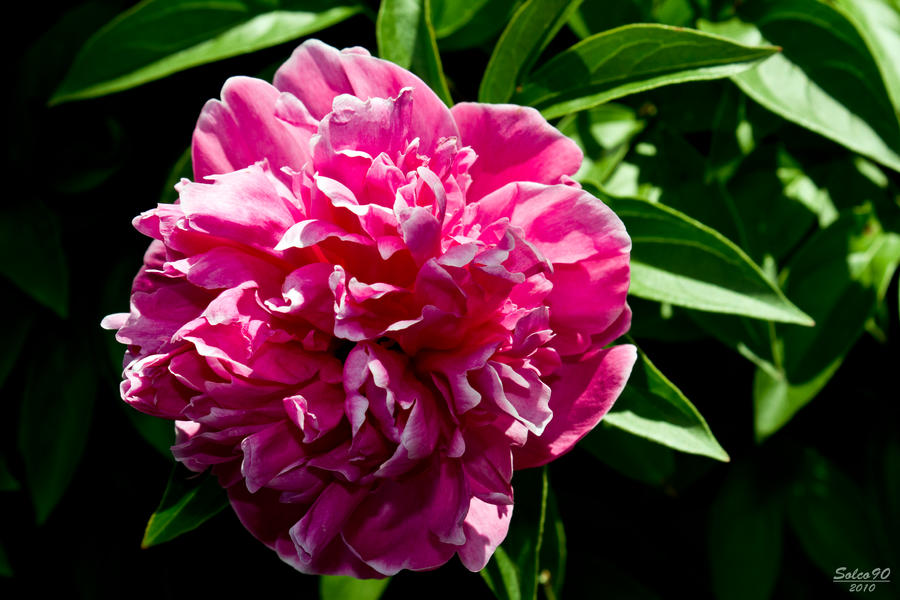 Pink flower