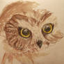 owl