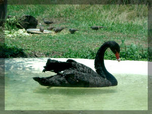 Black Swan