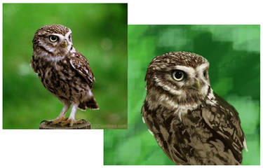 littleowl practice update