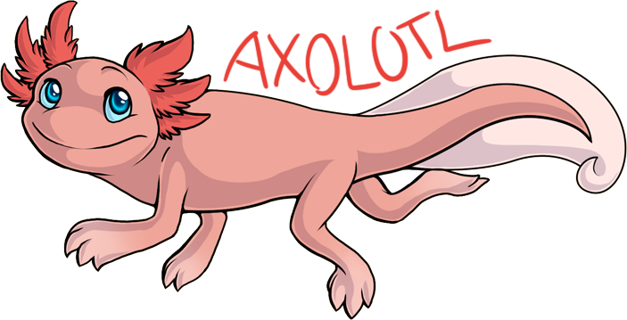 Axolotl