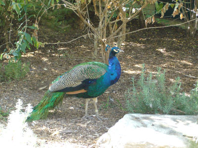 peacock