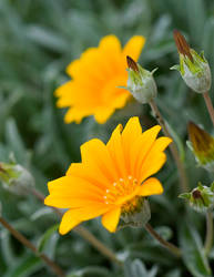 Gazania Bicton