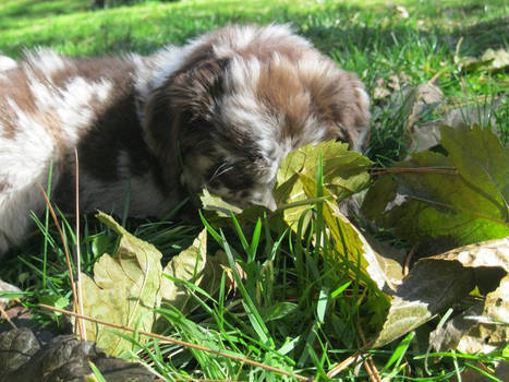 Mochi in the Grass