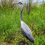 Heron