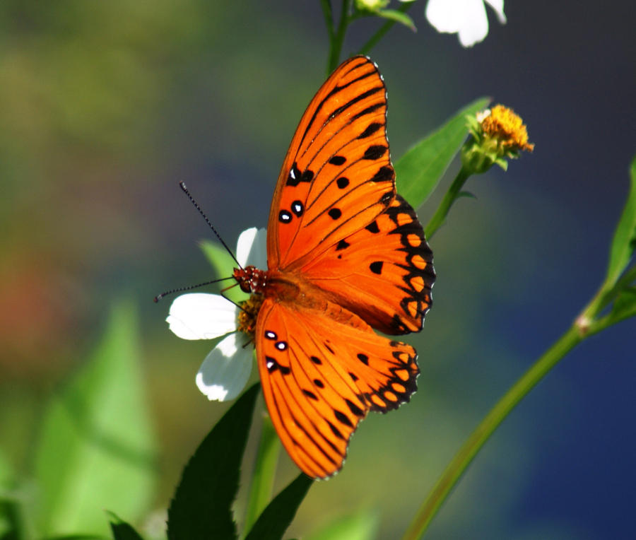 Butterfly