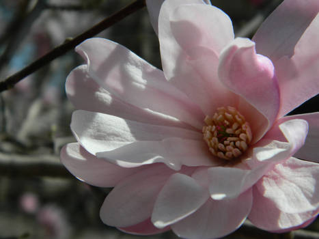 Pink Flower.