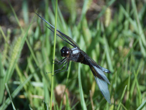 Dragonfly 2