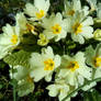 primrose