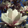 i love magnolias ^^ 