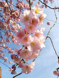 cherry blossoms are the best ^^