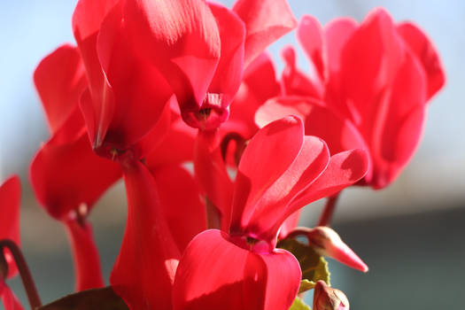 wonderfull cyclamen