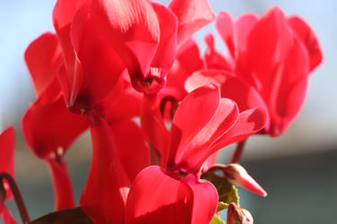 wonderfull cyclamen