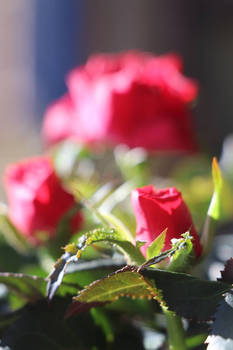 red roses ^^