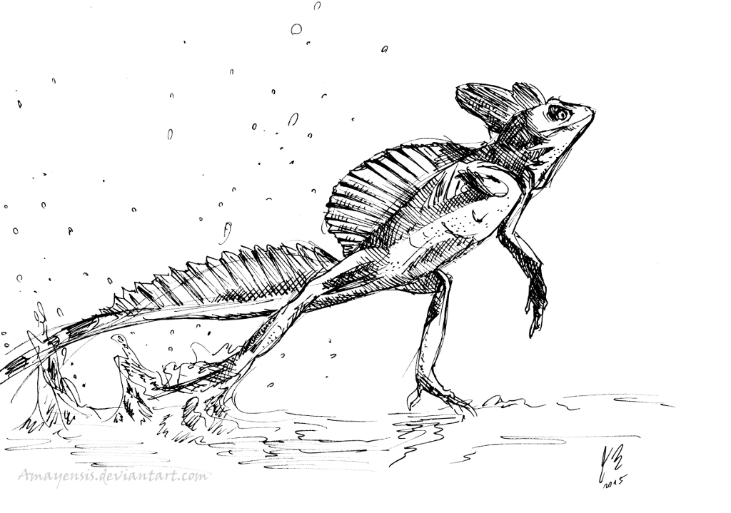 Green Crested Basilisk - Animal Challenge by Amayensis on DeviantArt Green Crested Basilisk - Animal Challenge by Amayensis on DeviantArt