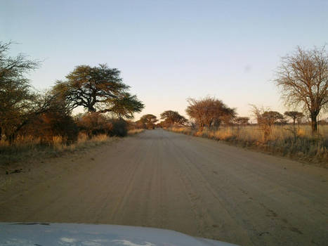 my driveway in the morning