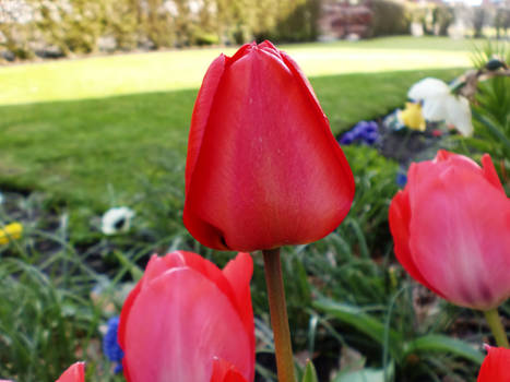 red tulip