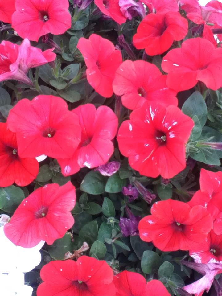 red flowers