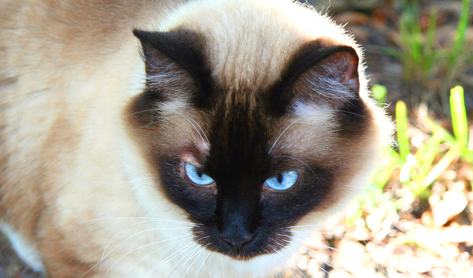 Siamese Cat