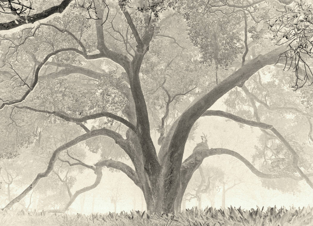Misty Morning Oaktree by JohnsonArmsProps on DeviantArt