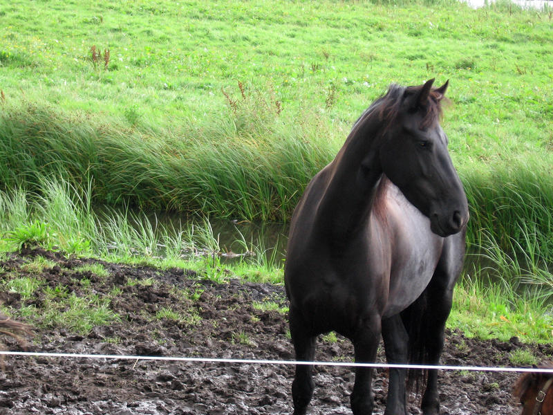 black beauty