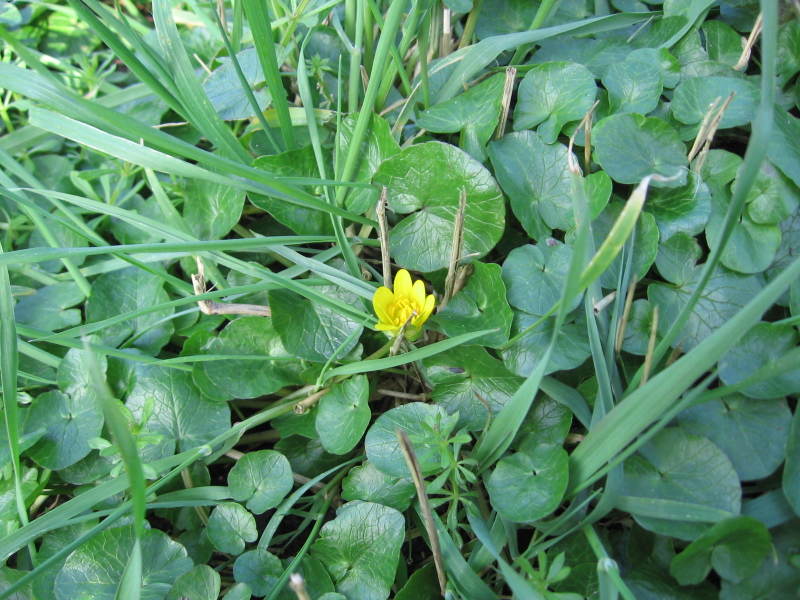 Lesser celandine:R. ficaria