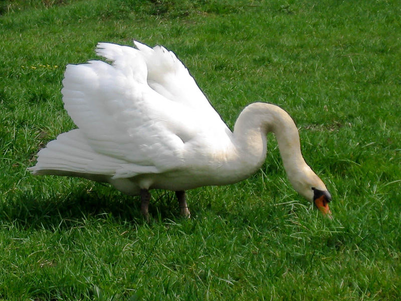 Same Swan again