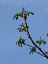 Chesnut bud