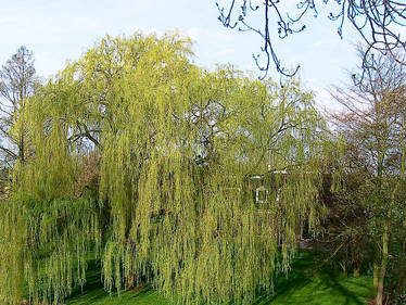 amazing big willow