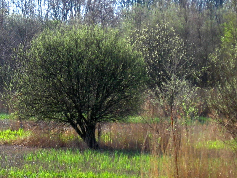 swampy willow