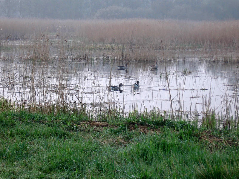 Wetlands with goose