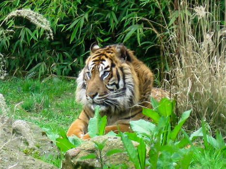 tiger at ease