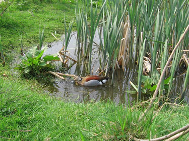 ringed teal