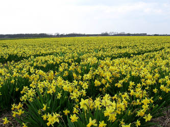 field of Narcissus