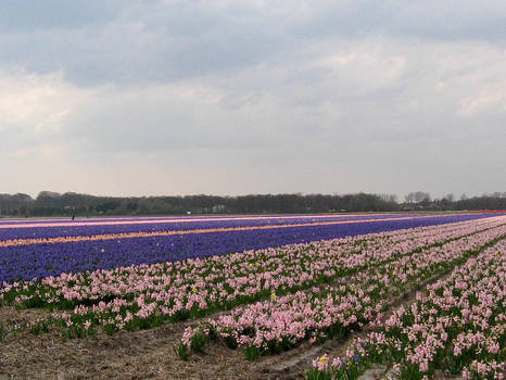 Dutch Hyacinth