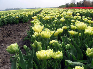 yellow tulip field