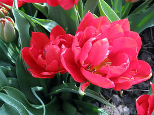 single red flowering tulip