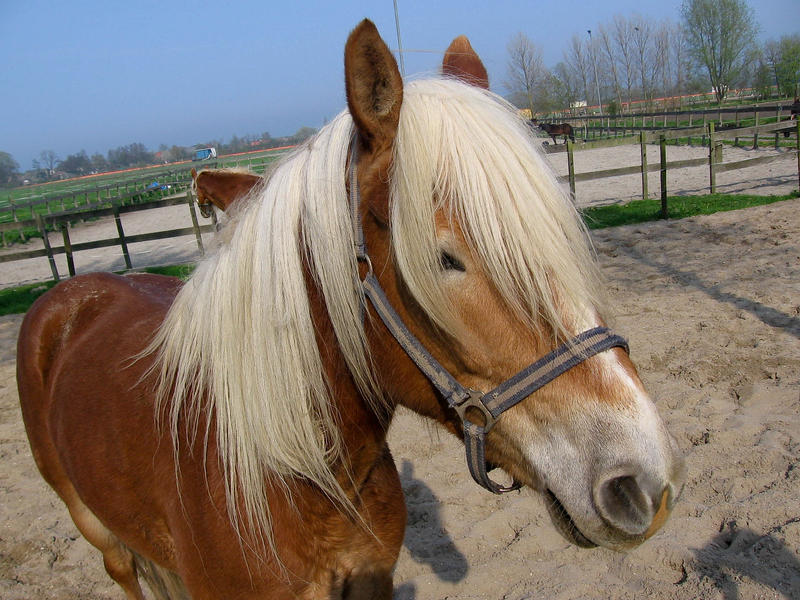 haflinger horse head