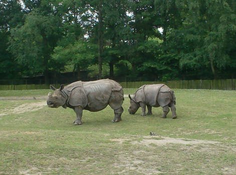 2 Rhinoceros