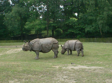 2 Rhinoceros