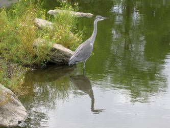 Grey Heron 2